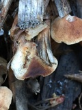 Melanotus horizontalis image