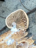 Melanotus horizontalis image