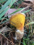 Suillus lakei image