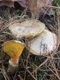 Suillus lakei image