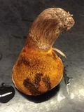 Suillus lakei image