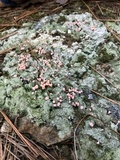 Dibaeis baeomyces image