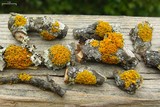 Xanthomendoza hasseana image