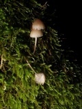Phloeomana hiemalis image