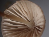 Phloeomana hiemalis image