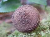 Armillaria sinapina image