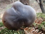 Melanoleuca evenosa image