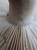 Melanoleuca evenosa image