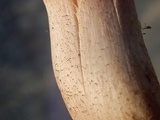 Melanoleuca evenosa image
