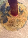Xerocomellus mendocinensis image