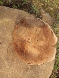 Xerocomellus mendocinensis image