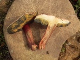 Xerocomellus mendocinensis image