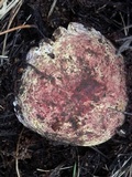 Russula mustelina image