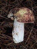 Russula mustelina image