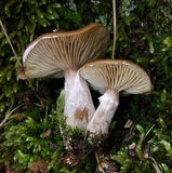 Armillaria gallica image