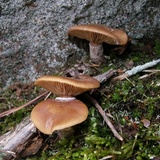 Armillaria gallica image