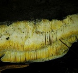 Fibroporia radiculosa image