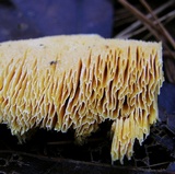 Fibroporia radiculosa image