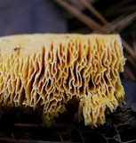 Fibroporia radiculosa image