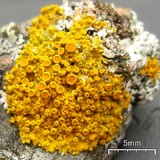 Xanthomendoza hasseana image