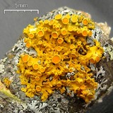Xanthomendoza hasseana image