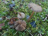 Entoloma ortonii image