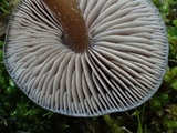 Entoloma ortonii image