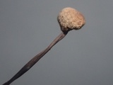 Gymnopus androsaceus image