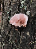 Fomitopsis cajanderi image