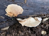 Crepidotus mollis image