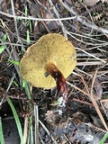 Boletus chrysenteron image