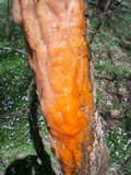 Fusicolla merismoides image