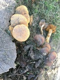 Gymnopilus ventricosus image