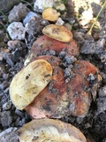 Rubroboletus eastwoodiae image