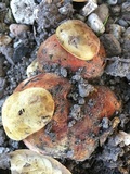 Rubroboletus eastwoodiae image