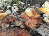 Rubroboletus eastwoodiae image