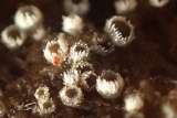 Dematioscypha dematiicola image