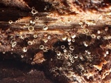 Dematioscypha dematiicola image