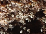 Dematioscypha dematiicola image