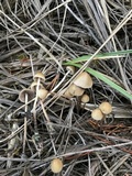 Psilocybe pelliculosa image