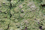 Anaptychia palmulata image