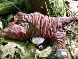 Laccaria ochropurpurea image
