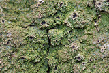 Anaptychia palmulata image