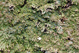 Anaptychia palmulata image