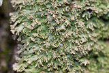Anaptychia palmulata image