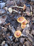 Conocybe rugosa image