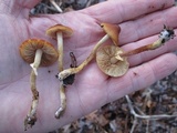 Conocybe rugosa image