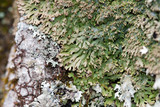 Anaptychia palmulata image