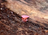 Ascocoryne sarcoides image