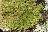 Anaptychia palmulata image